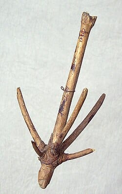 Ancoragem escandinava tradicional (tipo gancho) feita com a copa de uma árvore, historicamente chamada de krake ou krabbe nas línguas escandinavas — provável origem do nome do monstro mitológico. (Créditos: Kristofferson, Bo-Göran/via Gotlands Museum)