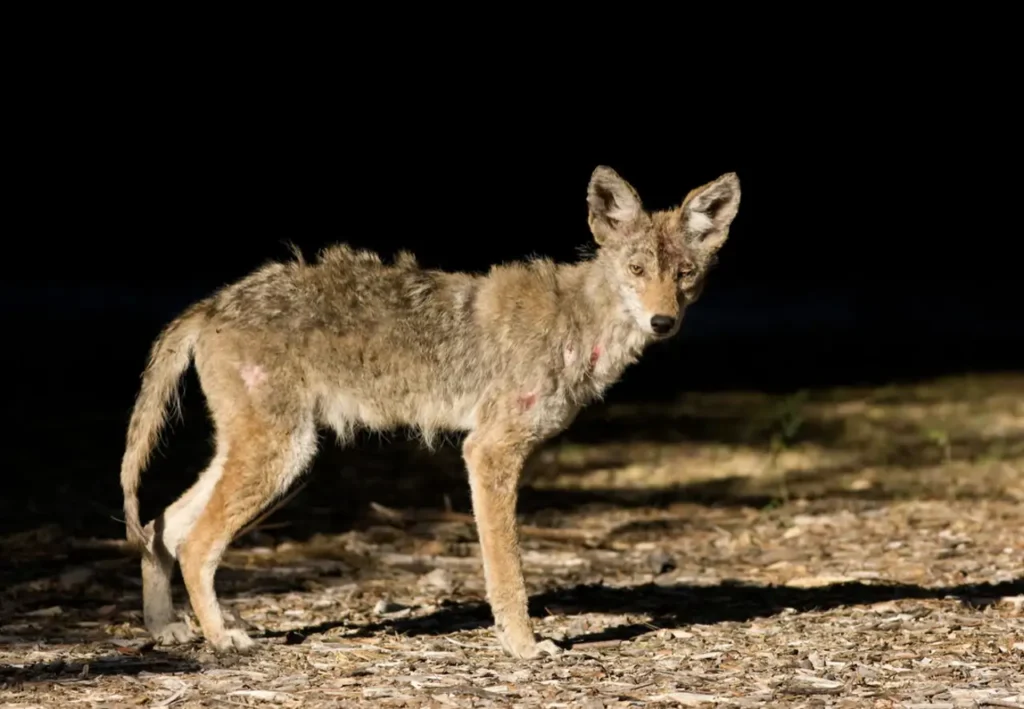 O chupa-cabra desperta medo e fascínio, mas os cientistas dizem que a criatura é, provavelmente, um coiote com escabiose, como o que figura nesta imagem. (Créditos: Richard Mittleman/via GON2FOTO/Alamy)