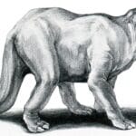 Emela-ntouka: O mistério do “matador de elefantes” da África. (Reprodução: genesispark)