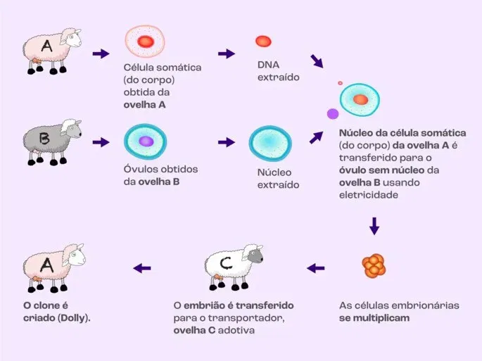 Clonagem induzida: processo de clonagem da ovelha Dolly. (Reprodução: todamateria)